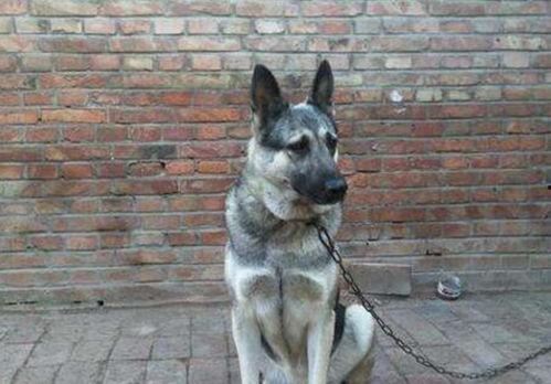 大狼狗夫妇爆料视频,揭秘娱乐圈背后的惊人真相 第2张 大狼狗夫妇爆料视频,揭秘娱乐圈背后的惊人真相 第2张