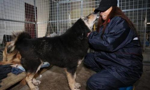 娱乐圈爆料流浪狗被抓了,流浪狗被抓，背后真相引人关注